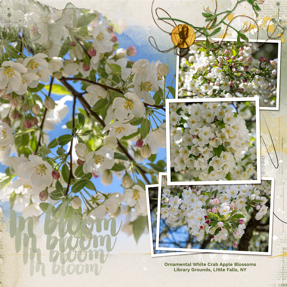 Sample Layout from the Gallery