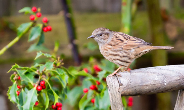 Bird Image - after fix