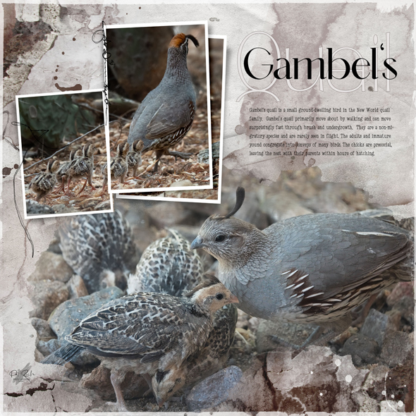 Sample Layout from the Gallery