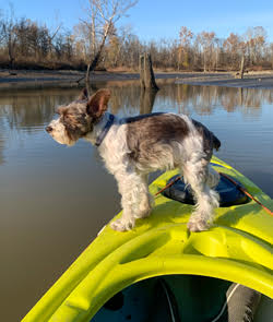Dog on Kayak