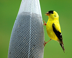 Finch on Feeder