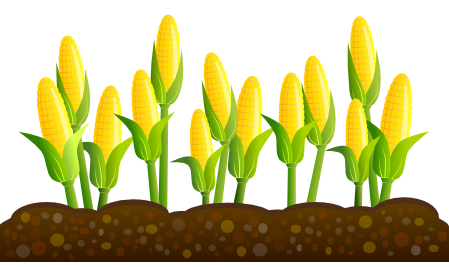 Corn Graphic