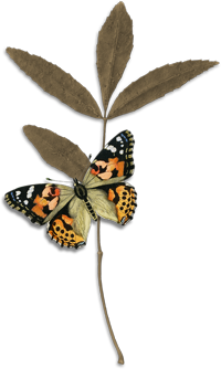 Butterfly and leaf