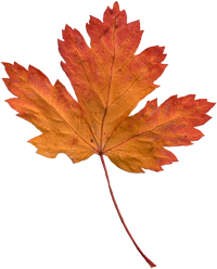 Autum Leaf