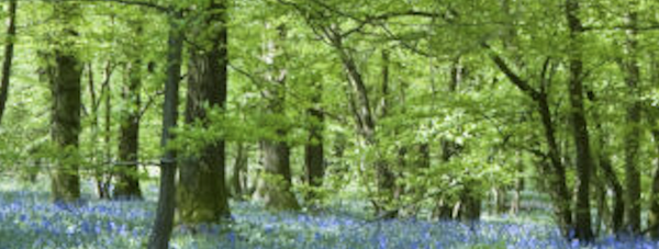 Upload an image about the course