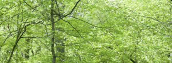 Upload an image about the course