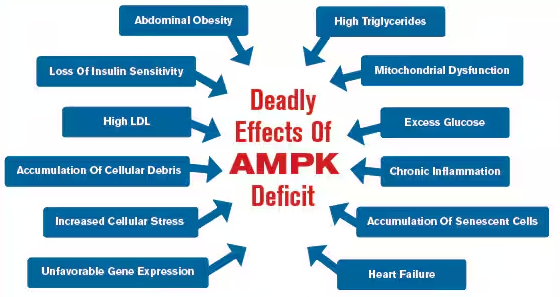 Deadly Effects of AMPK Deficit