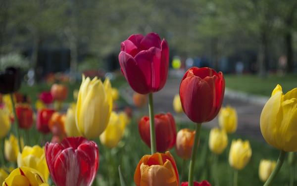 flowers-blooming