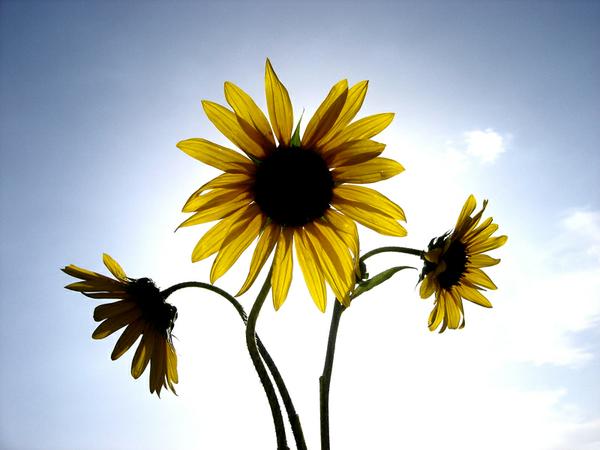 Three Sunflowers