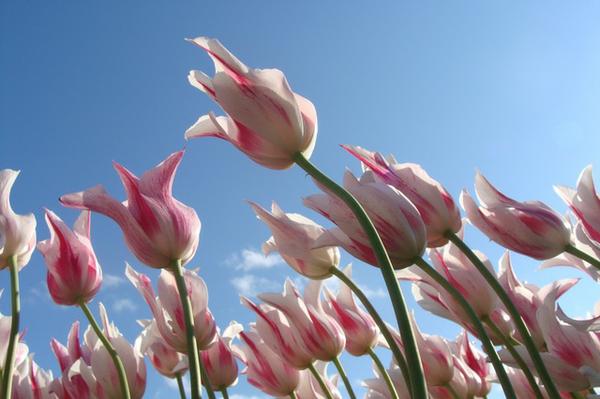 spring-flowers