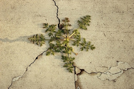 driveway-weeds