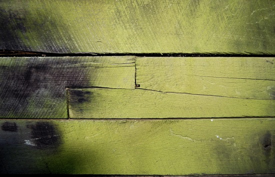 Moldy Wood