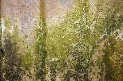 moldy-steps