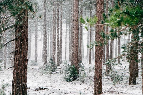 Winter forest