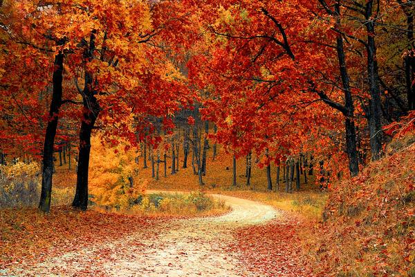 Gravel road through autumn trees