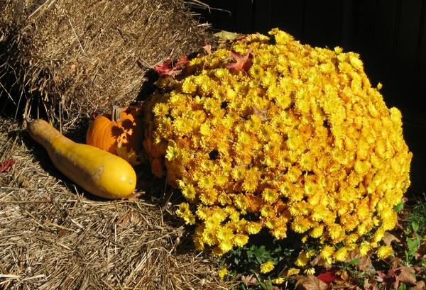 Fall Flowers