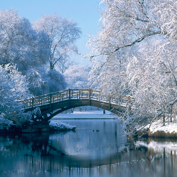 Snow covered trees and bridge