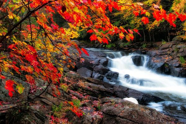Fall colors tree and waterfall