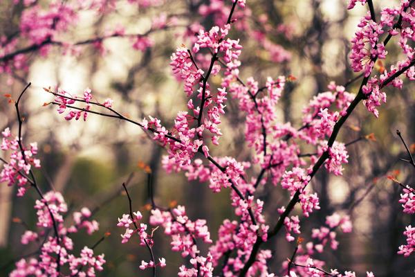 Spring Buds