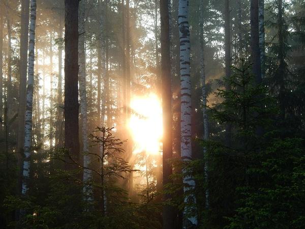 Sunlight Breaking through Forest