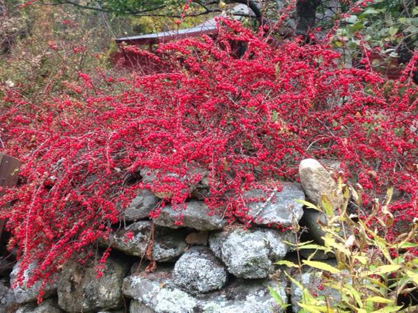 Fall Garden