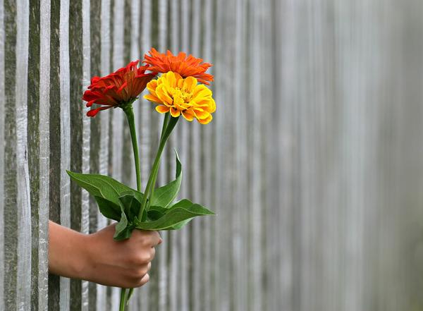 Handing flowers through a fence