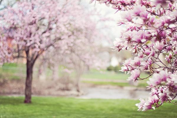 Blooming Magnolia Trees