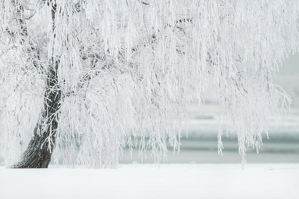 Winter Tree