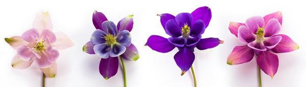 Pink and Purple Columbine Flowers