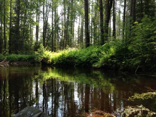 Pond Image