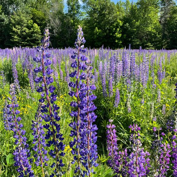 Field of Lupines