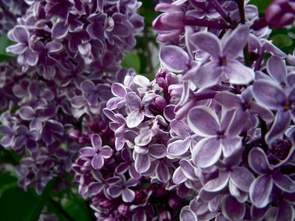 Lilacs