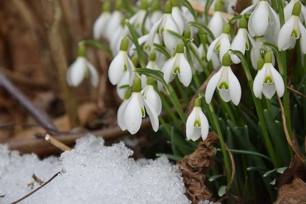 snowdrops and snow