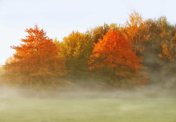 Autumn Trees in the mist