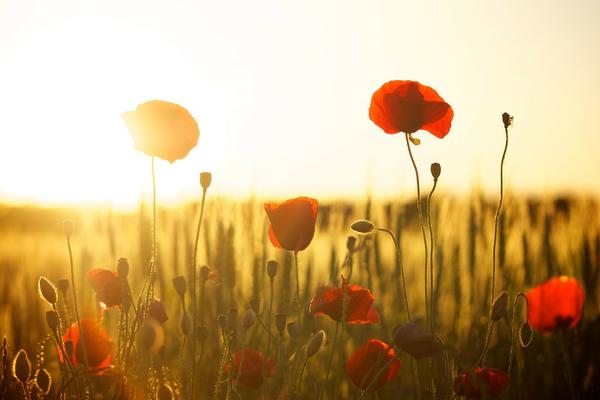 July Wild Poppies