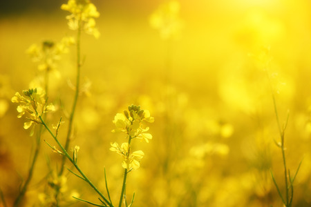 Yellow Wildflowers