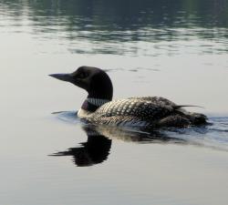 Loon