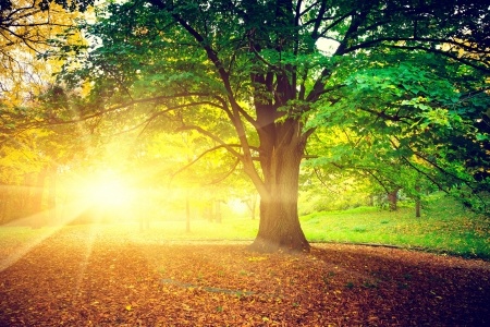 September Tree in Park