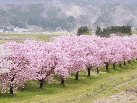 Cherry Blossoms