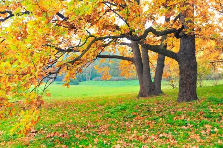 October Trees