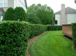 Trimmed Shrubs