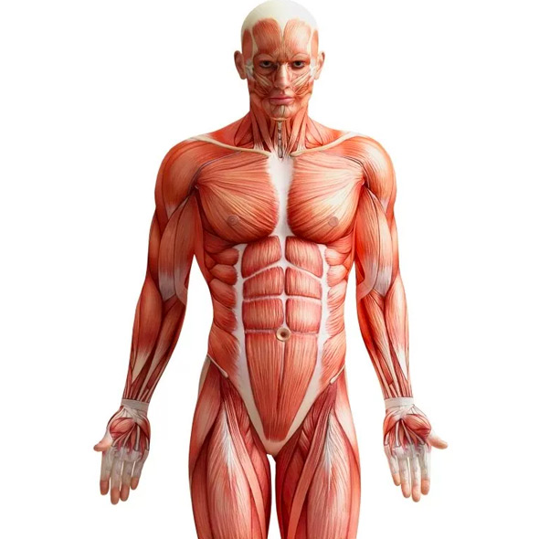 Hur stora är våra muskler?