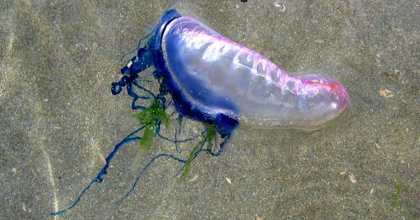 Portuguese of Man of War