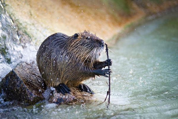 Coypu image