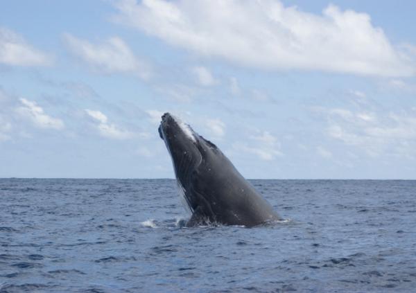 Humback whales