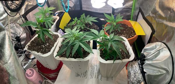 Beautiful young plants under CFLs in a tent