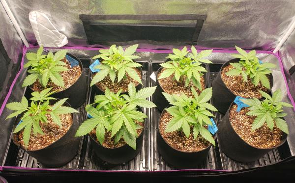 14 day old auto-flowering plants