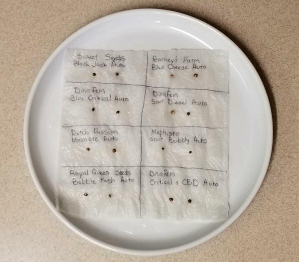 These seedlings have been placed on a wet paper towel and will soon begin the germination process