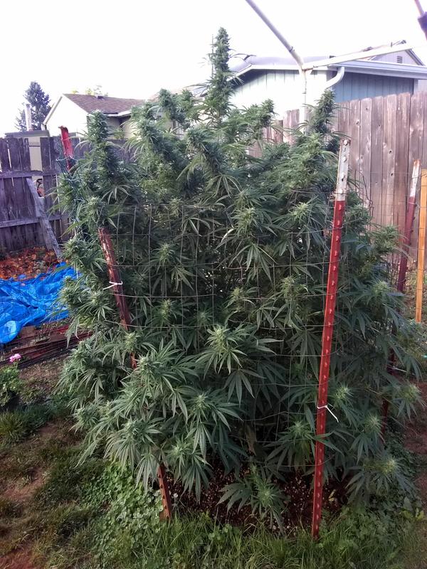 Gorilla Glue cannabis plant grown outdoors