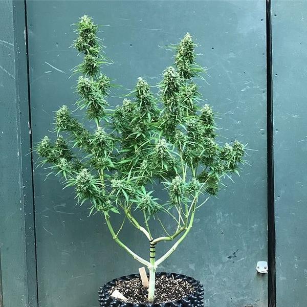 Outdoor Night Queen Auto-flowering Cannabis Plant